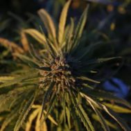 KNPR – “California Is Expunging Pot-Related Convictions – Is Nevada Next?”